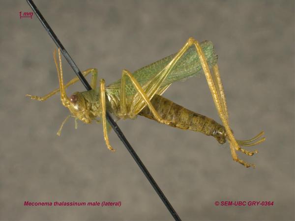 Photo of Meconema thalassinum by Spencer Entomological Museum